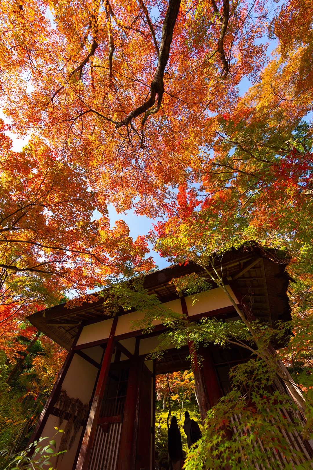 常寂光寺　紅葉_a0003166_14410636.jpg