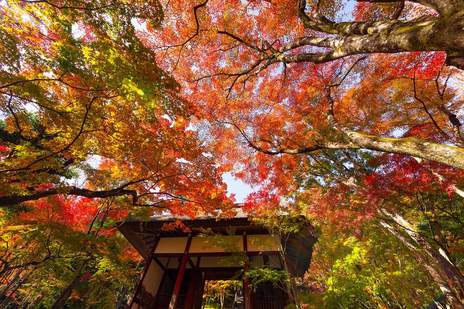 常寂光寺　紅葉　その２_a0003166_14420641.jpg