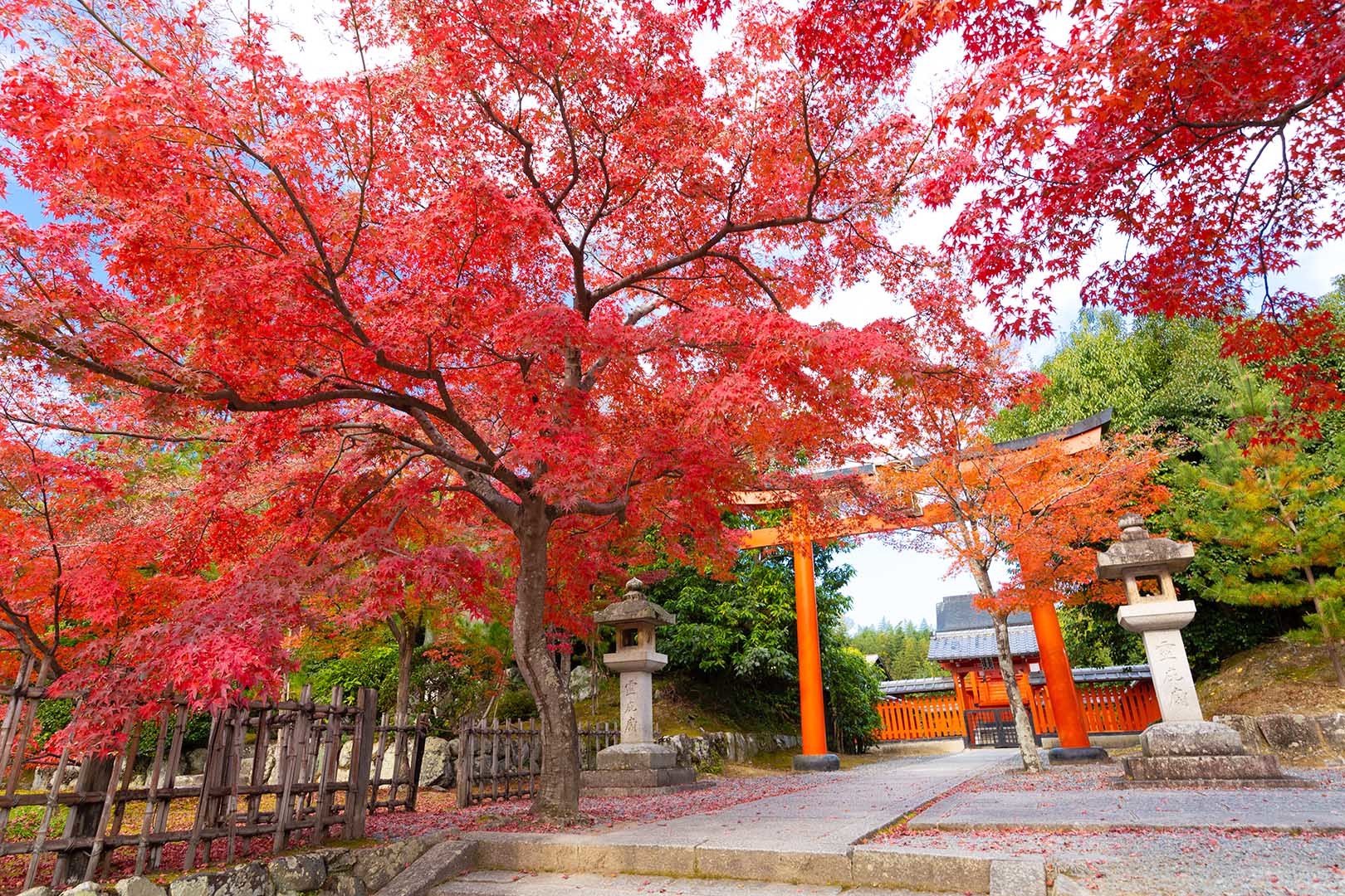天龍寺　紅葉_a0003166_14431979.jpg