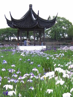しょうぶ_a0003166_14434967.jpg