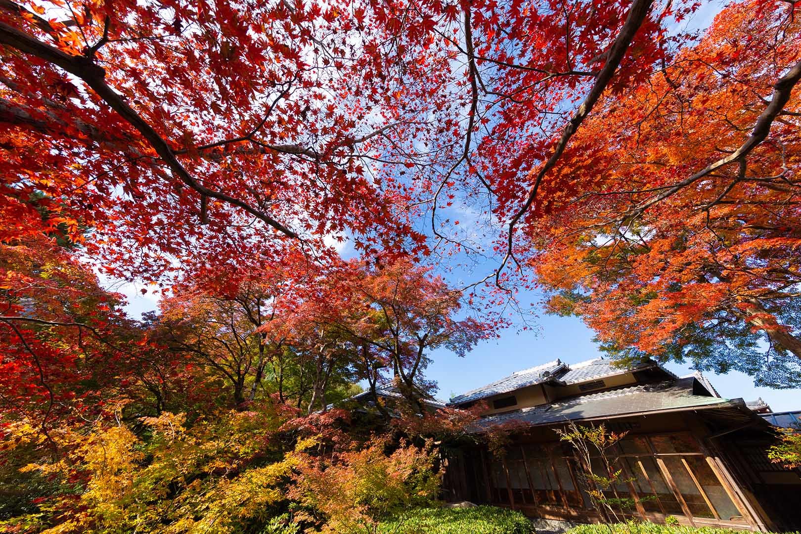 宝厳院　紅葉_a0003166_14443503.jpg