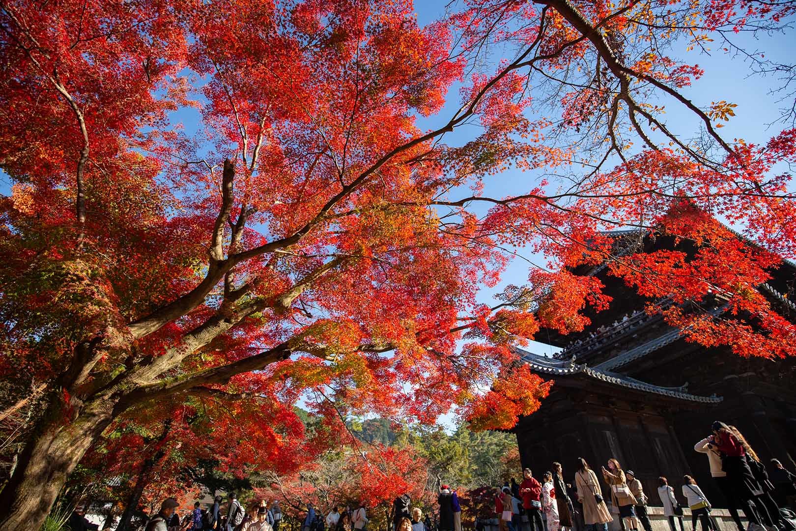 京都 紅葉 （南禅寺）_a0003166_14520855.jpg