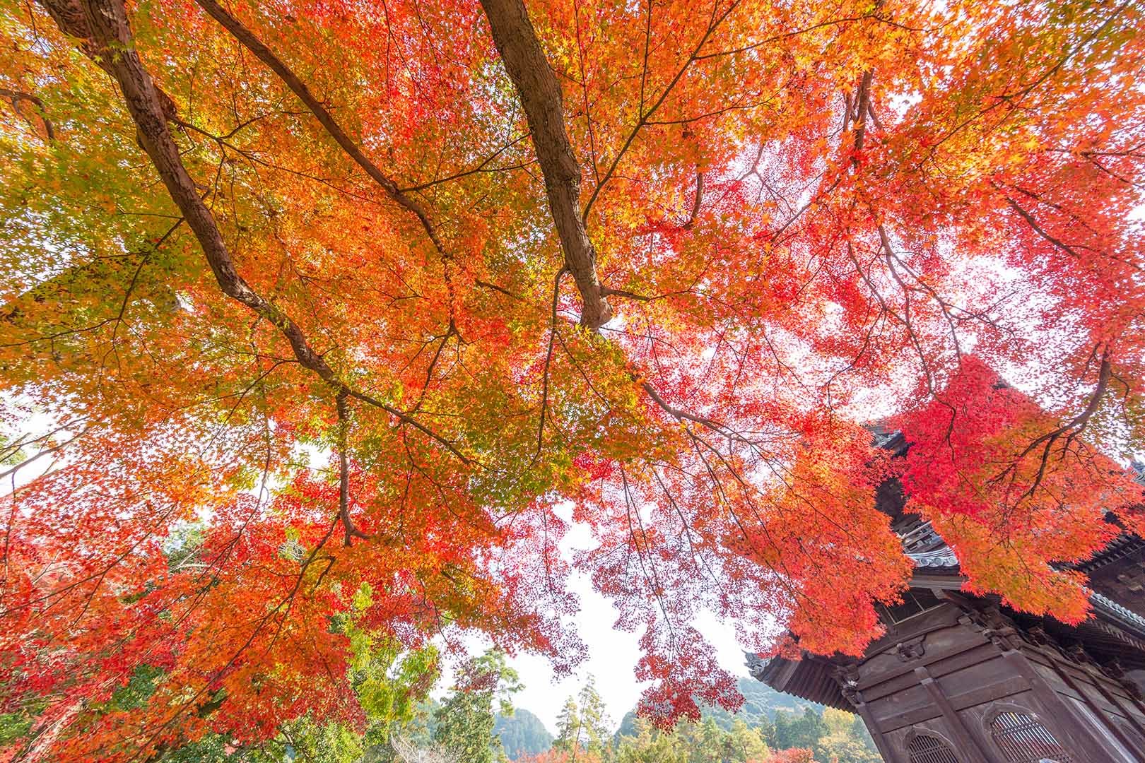 南禅寺　紅葉_a0003166_14520929.jpg
