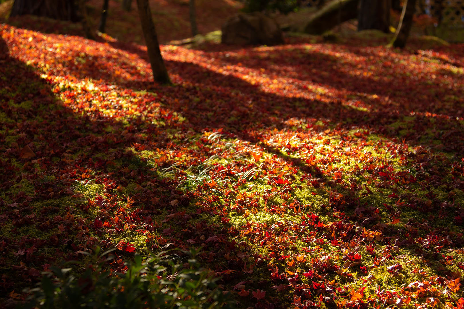 京都 紅葉 （永観堂、東福寺）_a0003166_14521824.jpg