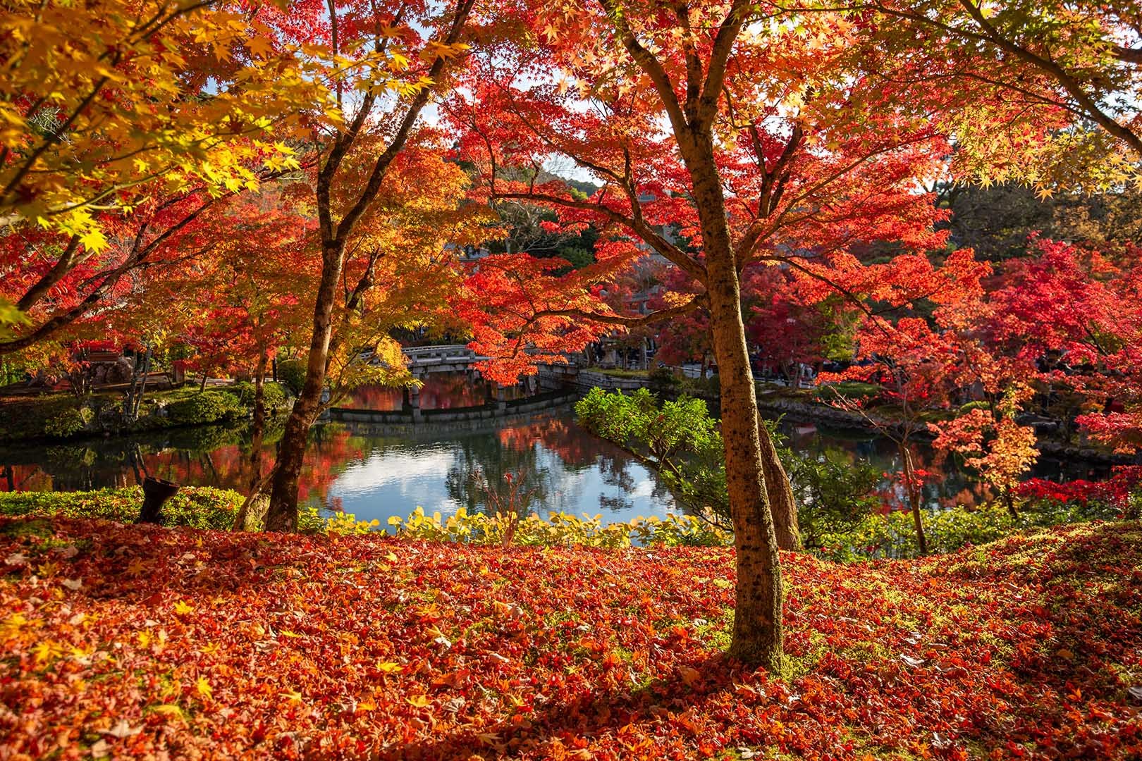 京都 紅葉 （永観堂、東福寺）_a0003166_14521843.jpg