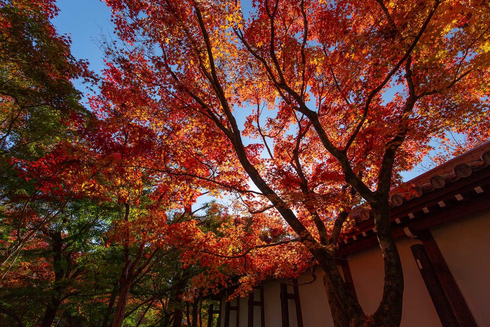 京都 紅葉 （永観堂、東福寺）_a0003166_14521874.jpg