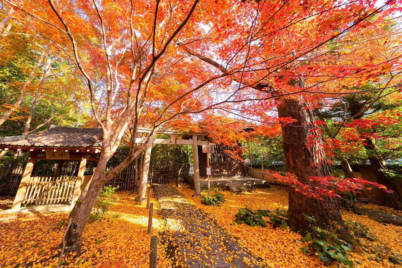 蓮華寺　紅葉_a0003166_14543236.jpg
