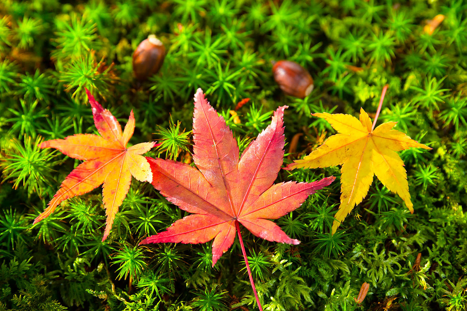 紅葉＆苔_a0003166_14555222.jpg