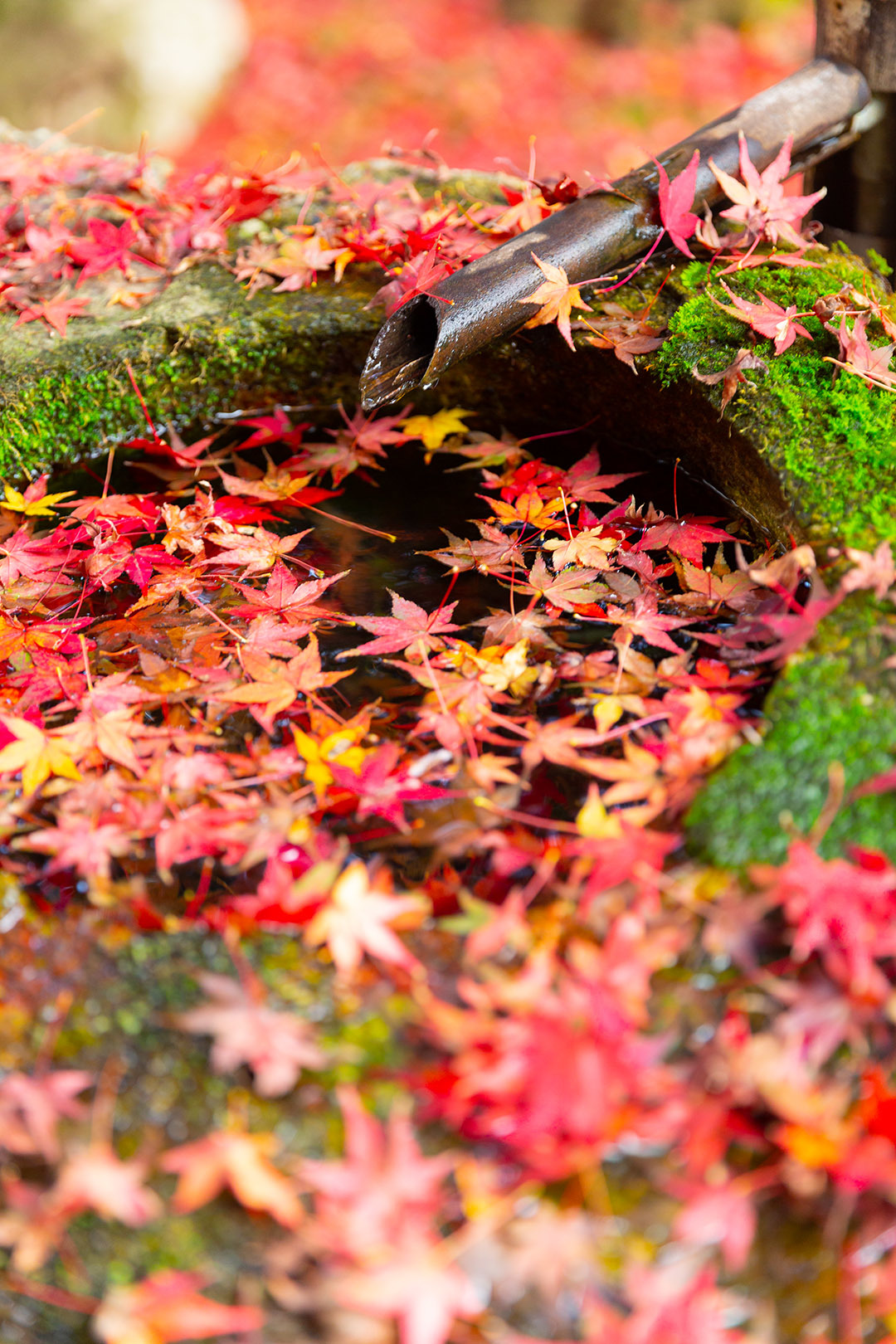 旧竹林院　紅葉　その１_a0003166_14582187.jpg