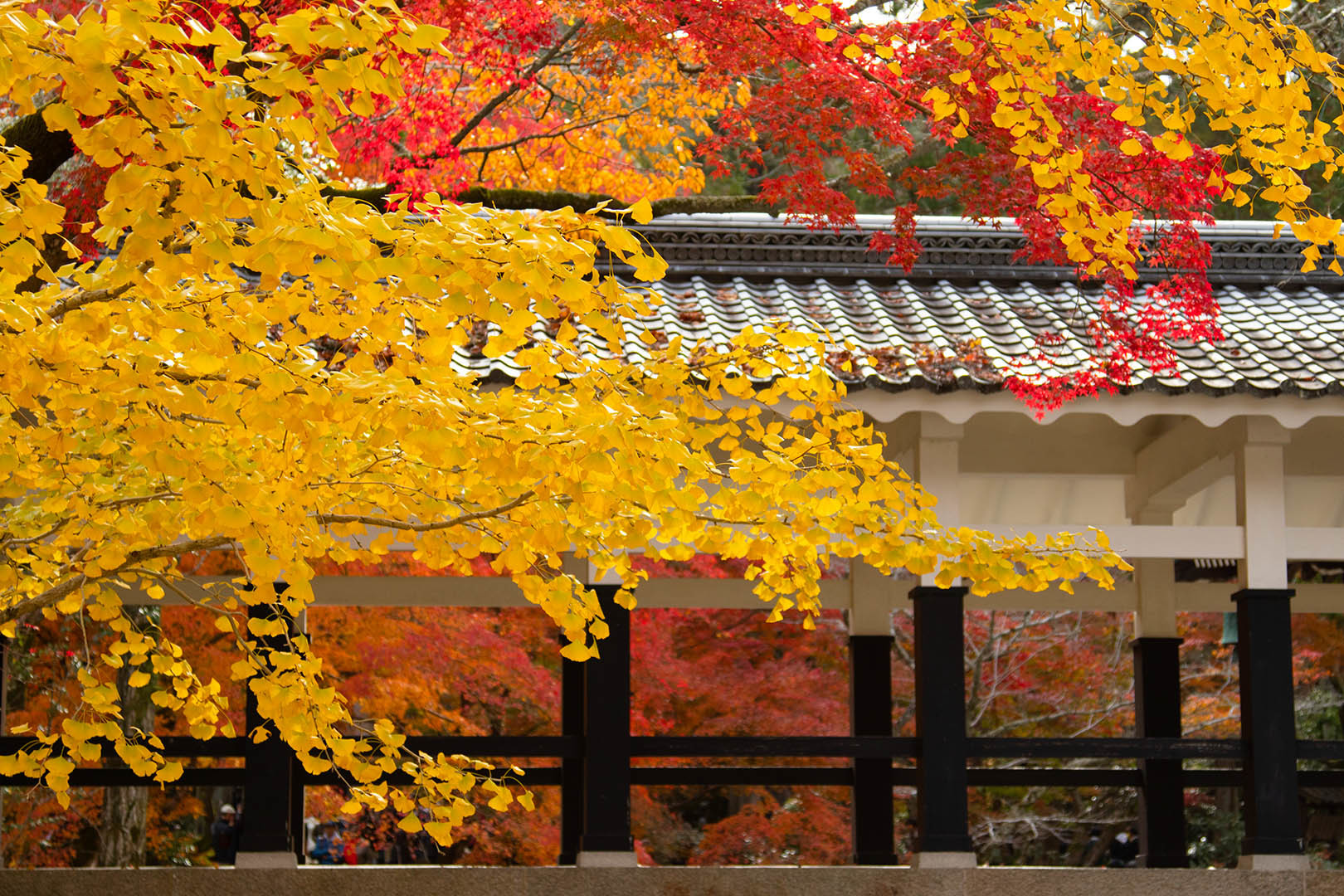京都 紅葉 （南禅寺）_a0003166_14582838.jpg