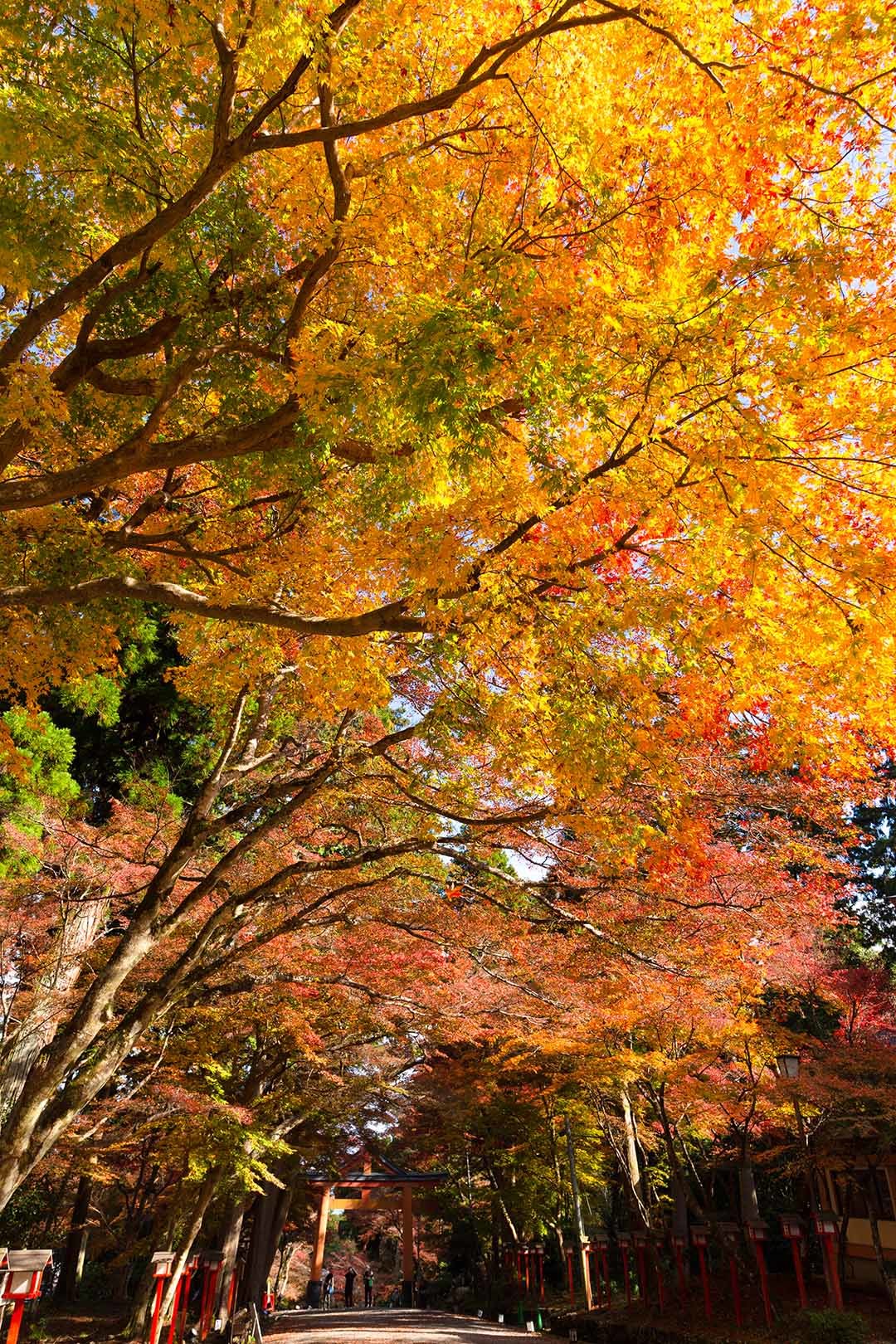 日吉大社　紅葉_a0003166_15005582.jpg