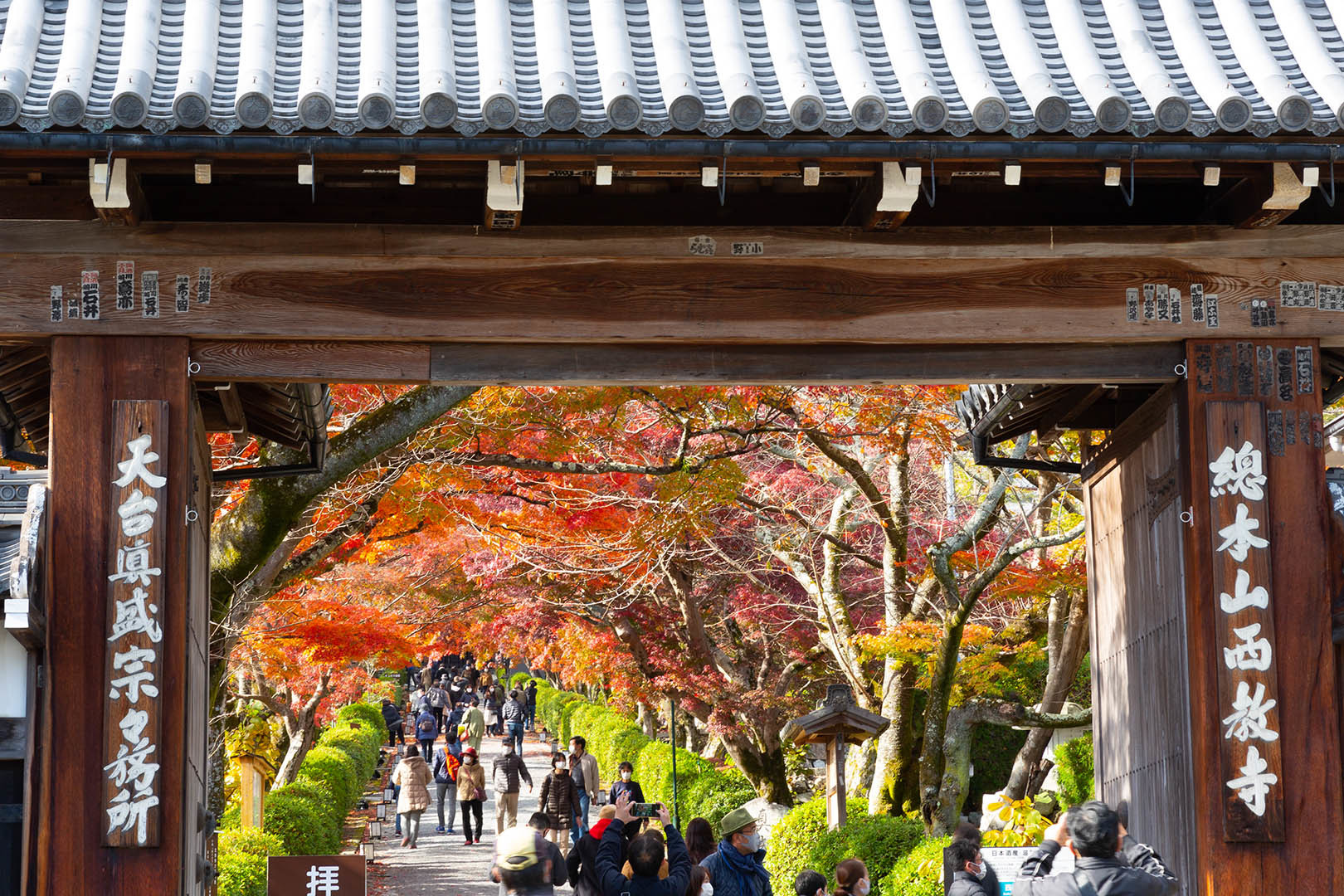 西教寺　紅葉_a0003166_15022672.jpg