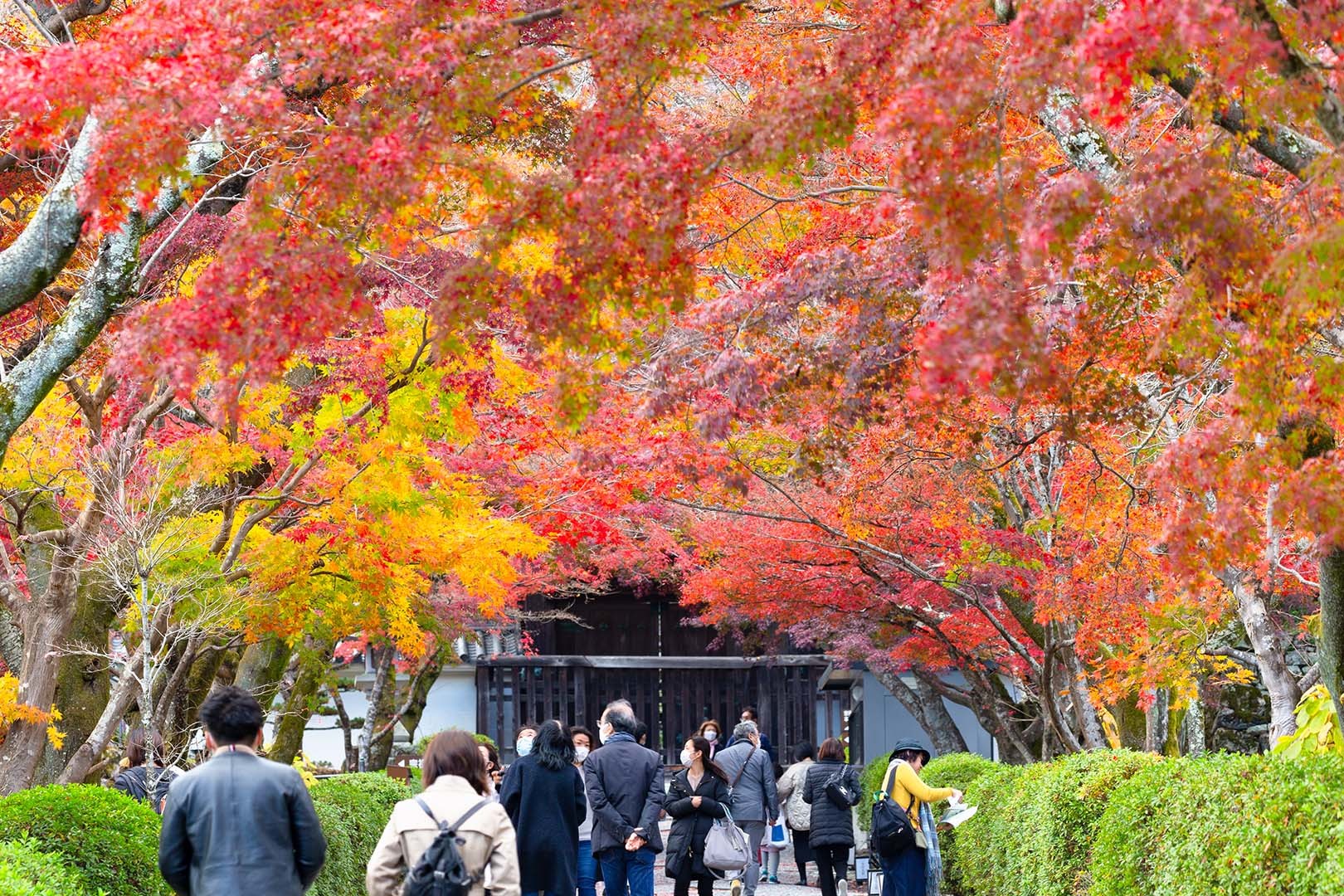 西教寺　紅葉_a0003166_15022677.jpg