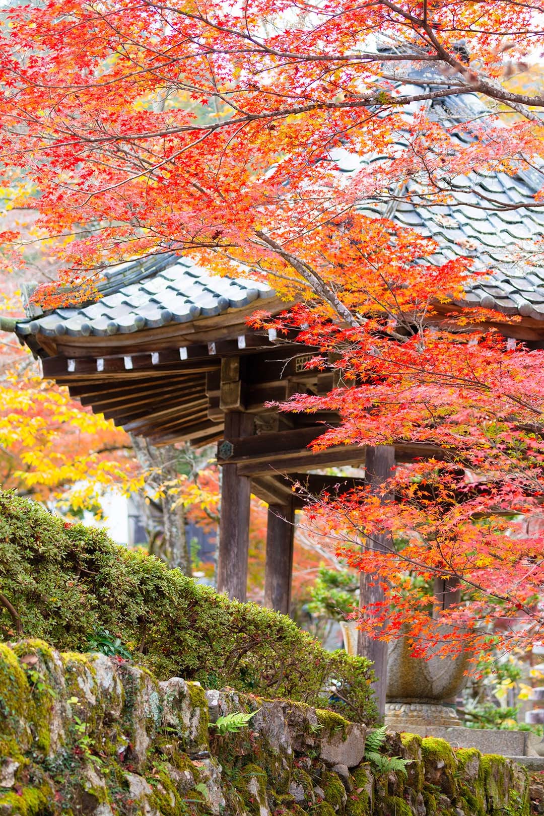 西教寺　紅葉_a0003166_15022766.jpg