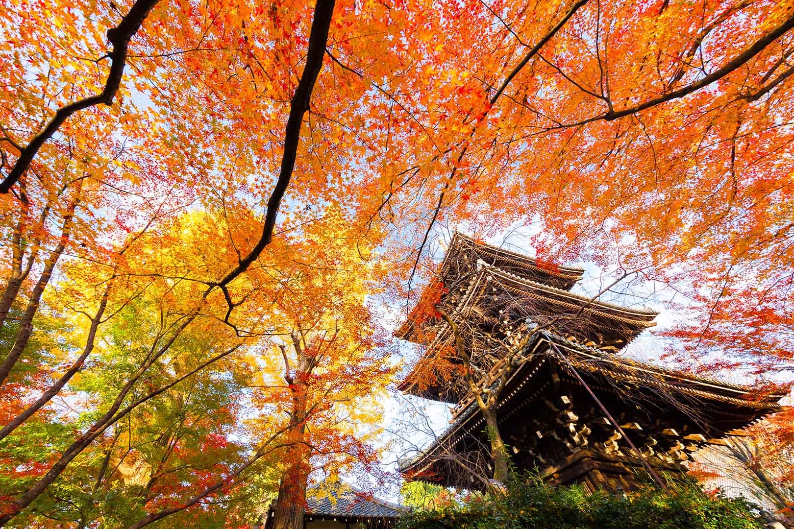 真如堂　紅葉_a0003166_15052203.jpg