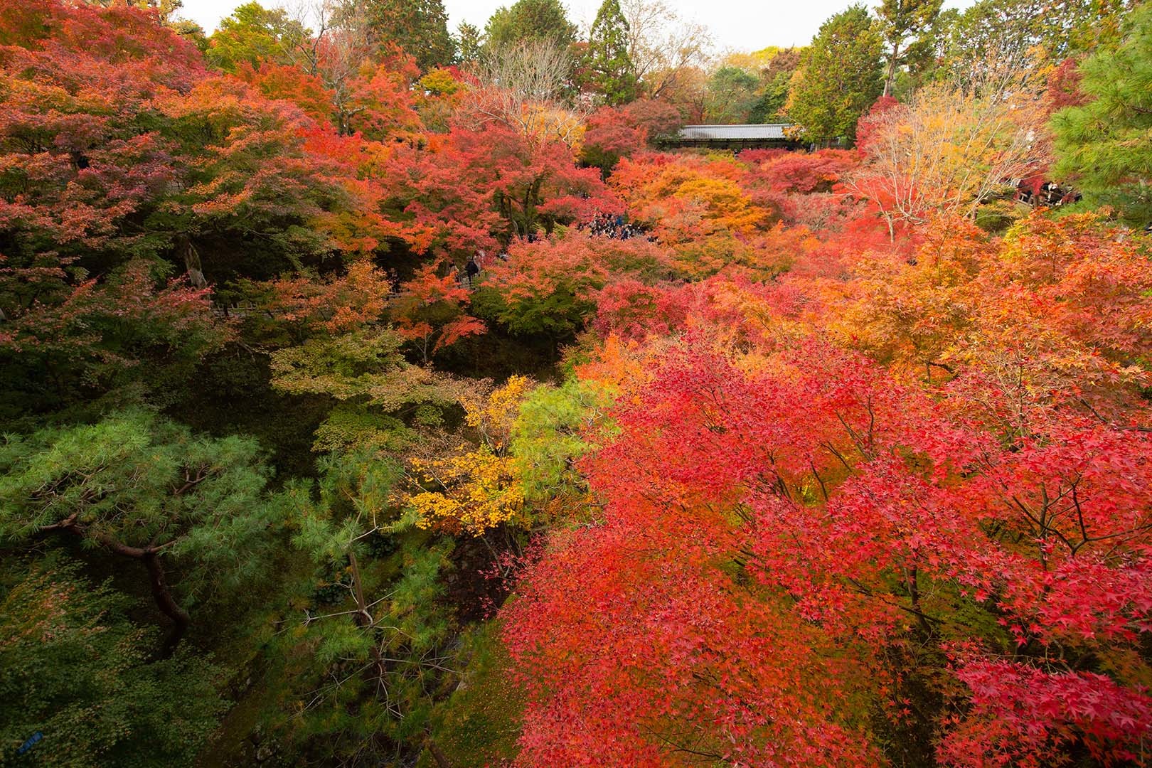京都 紅葉 （永観堂、東福寺）_a0003166_15062744.jpg