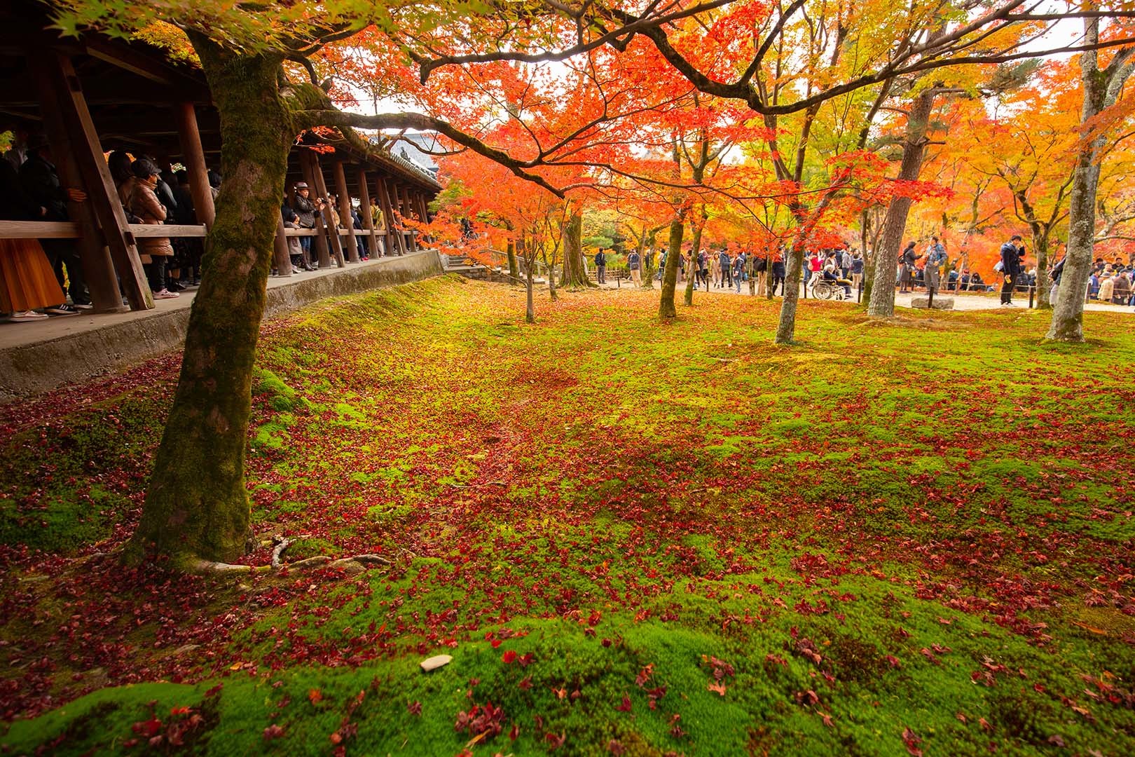 京都 紅葉 （永観堂、東福寺）_a0003166_15062841.jpg
