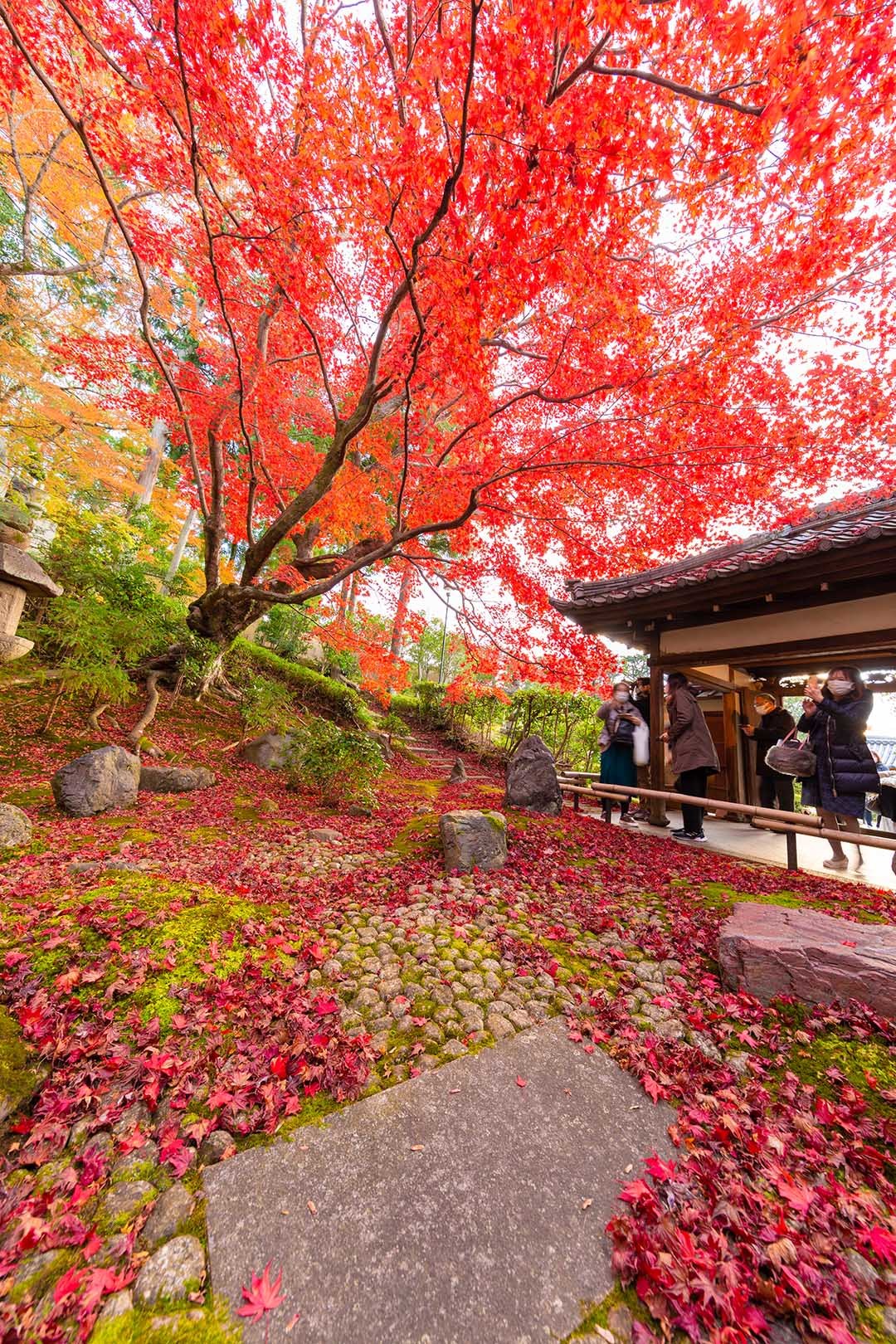 金戒光明寺 栄摂院　紅葉_a0003166_15062944.jpg