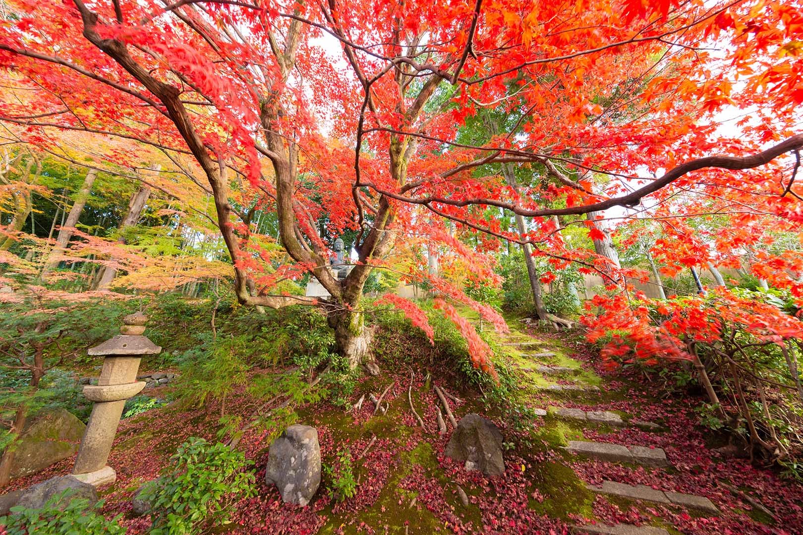 金戒光明寺 栄摂院　紅葉_a0003166_15062950.jpg