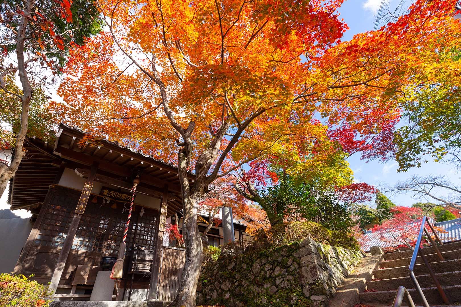 箕面　聖天宮西江寺　紅葉_a0003166_15084125.jpg