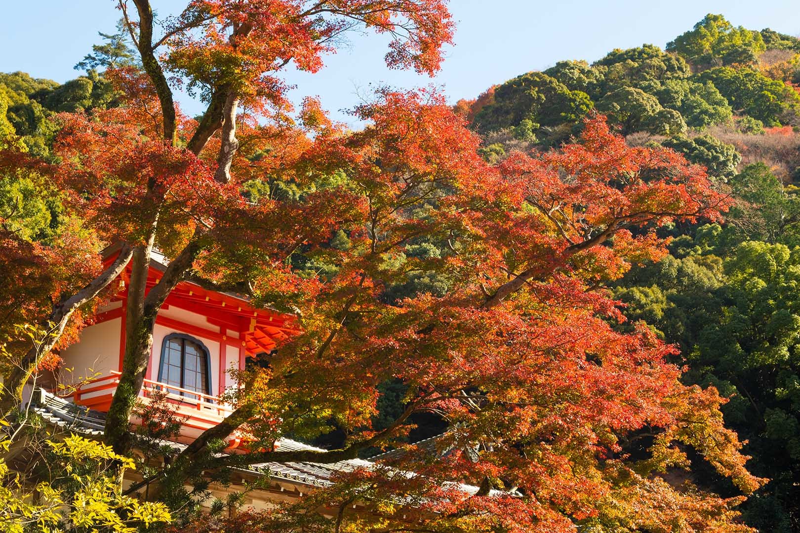 箕面　瀧安寺　紅葉_a0003166_15101244.jpg