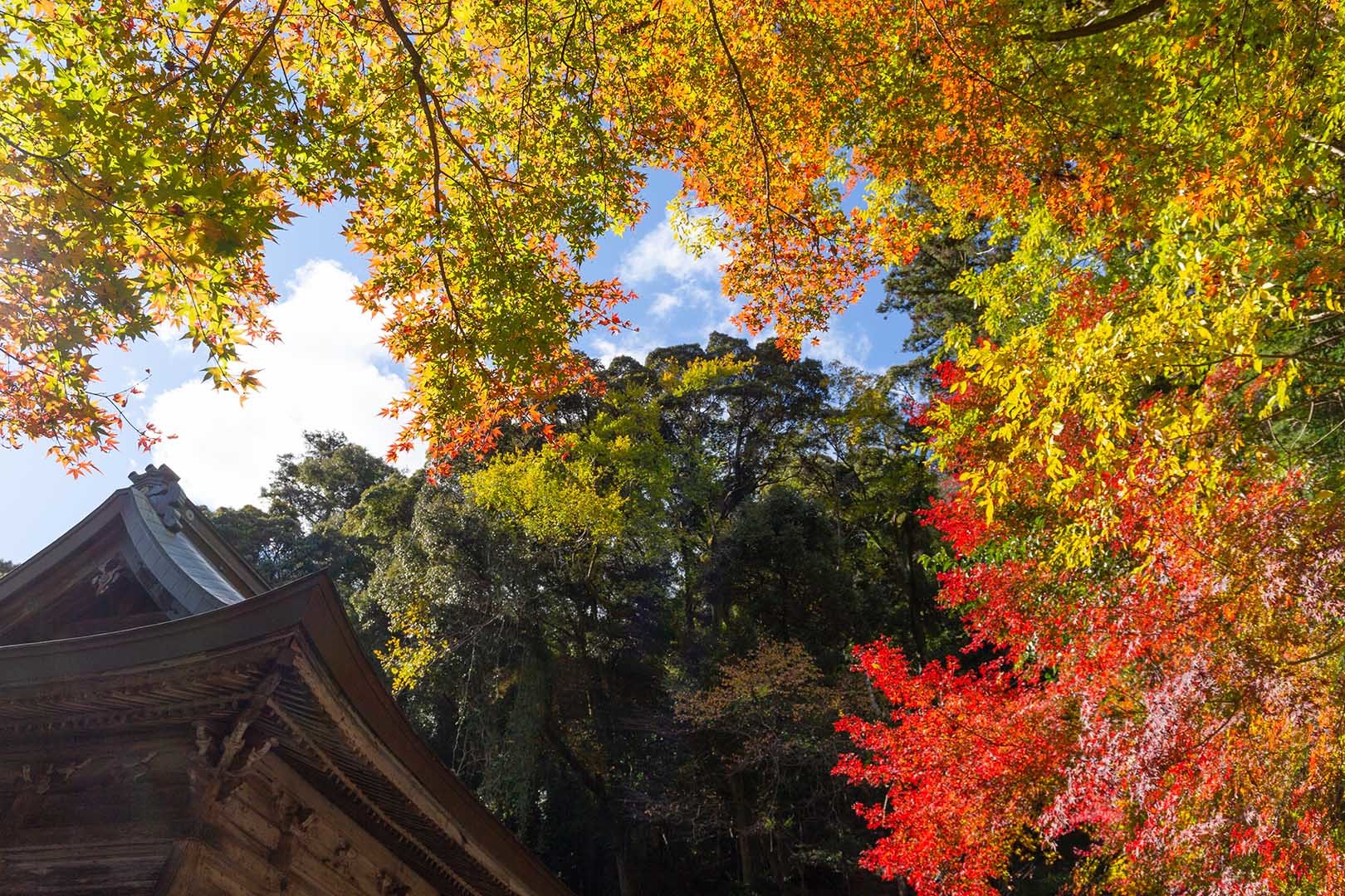 箕面　瀧安寺　紅葉_a0003166_15101298.jpg