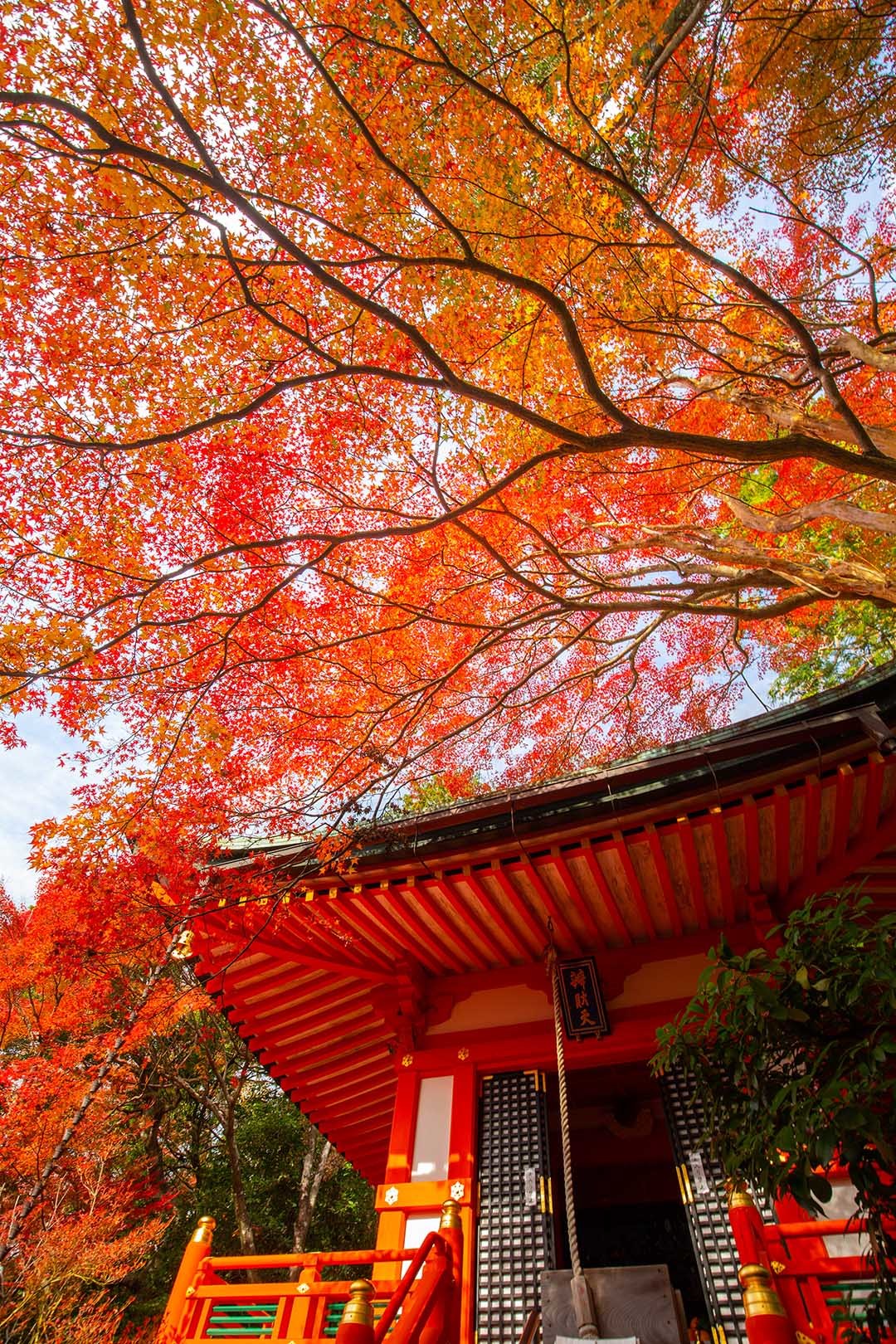 京都 紅葉（毘沙門堂、青蓮院門跡など）_a0003166_15120205.jpg