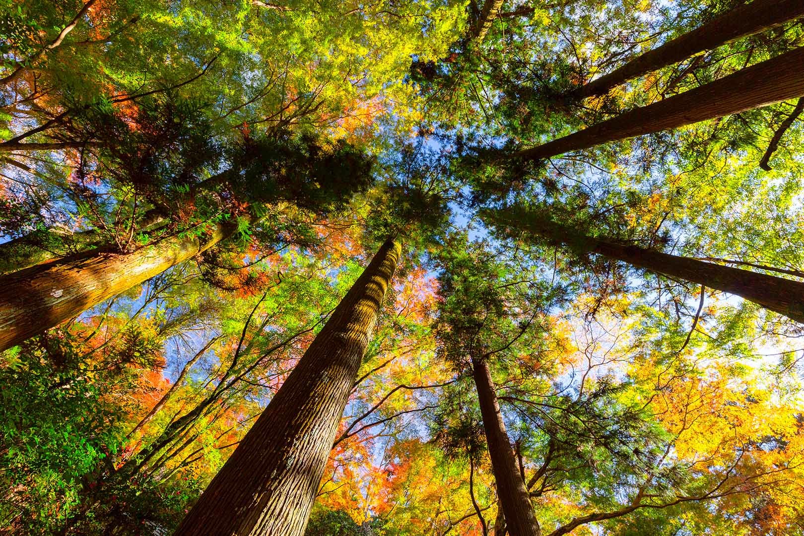緑黄紅葉（箕面）_a0003166_15121071.jpg