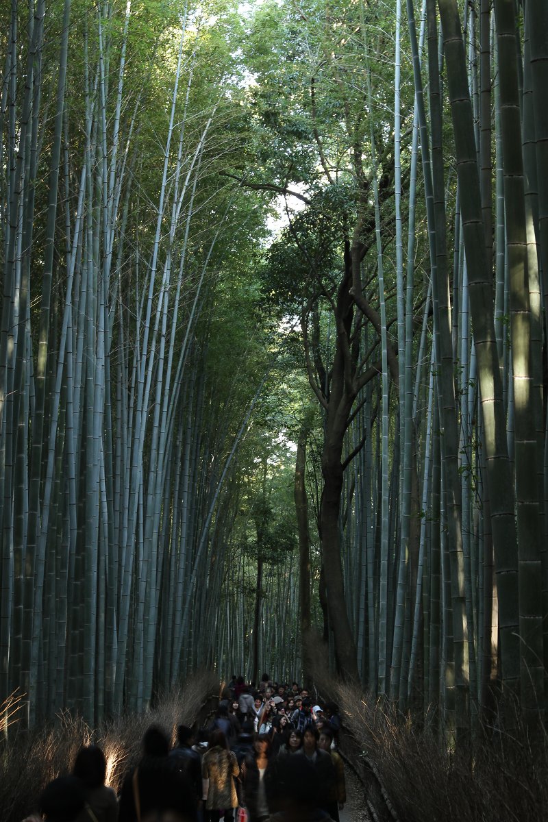 嵐山_a0003166_15126.jpg