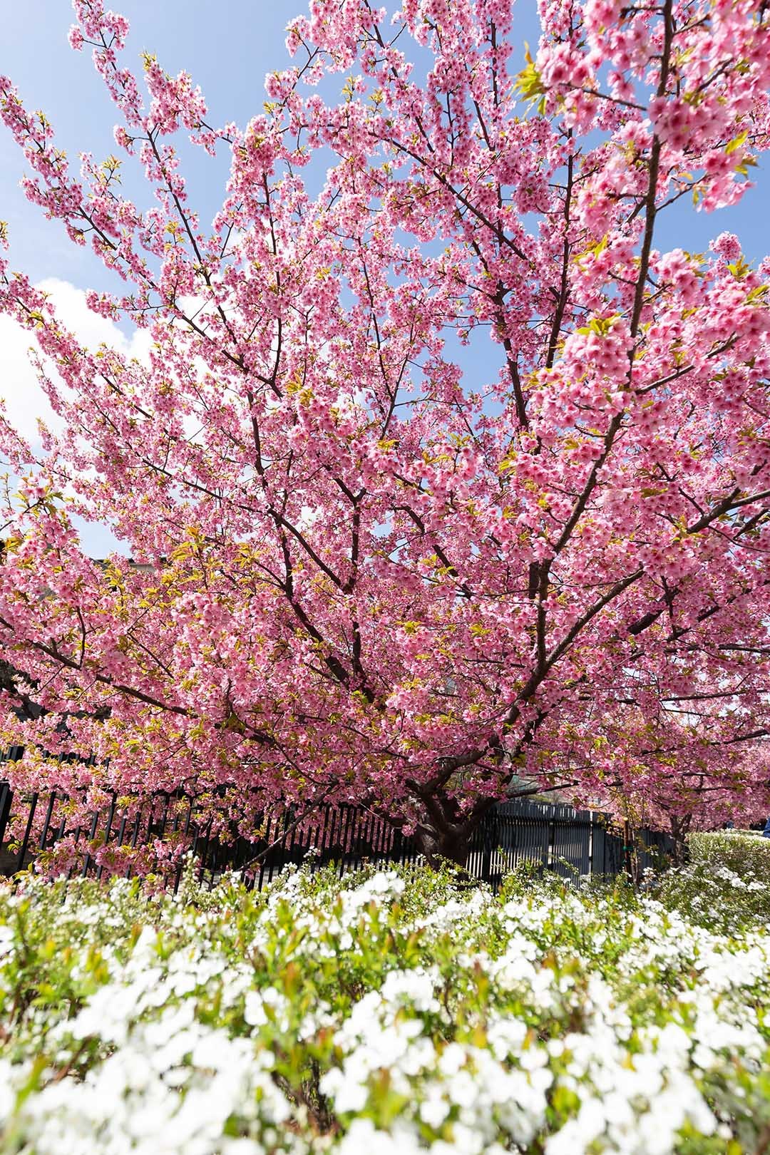 河津桜（淀）_a0003166_15143504.jpg