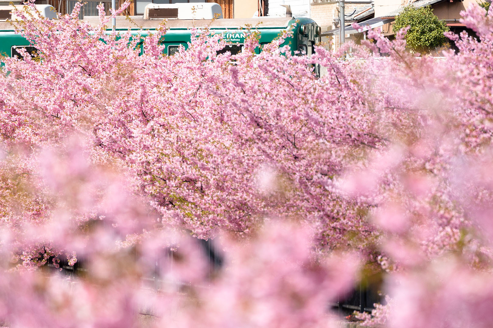 河津桜（淀）_a0003166_15143506.jpg