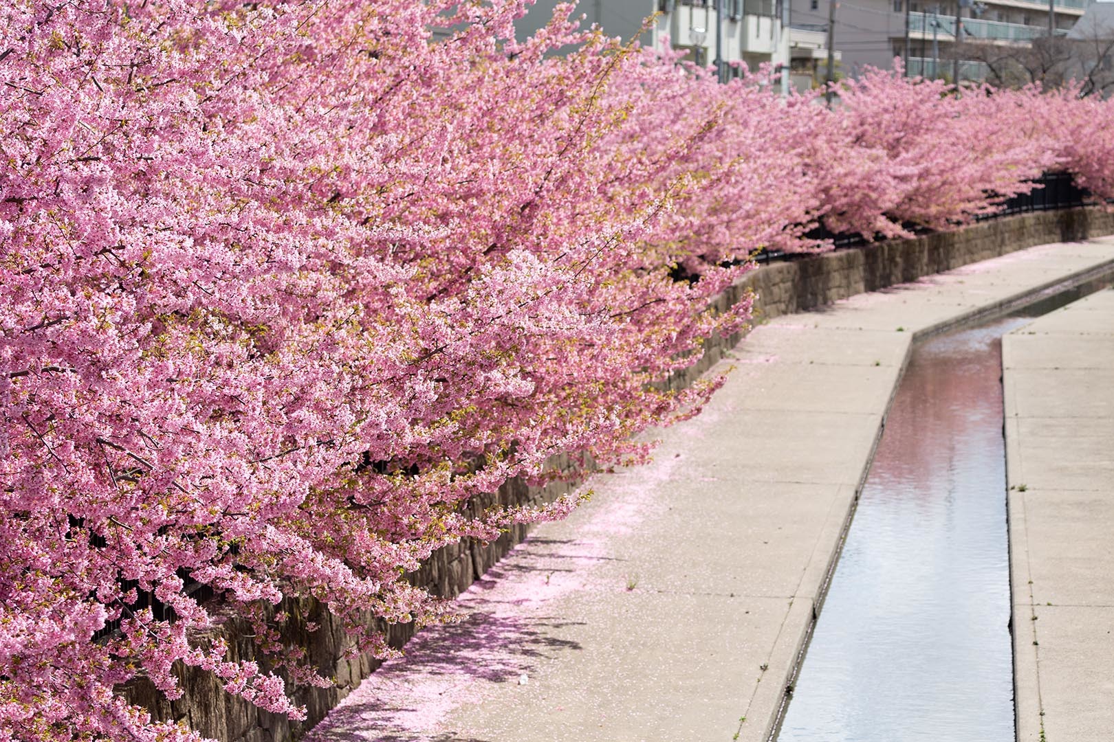 河津桜（淀）_a0003166_15143560.jpg
