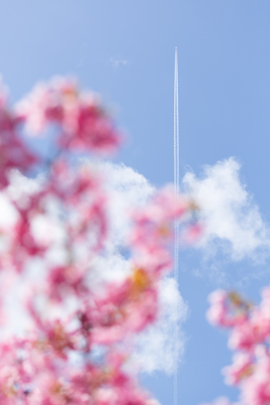 河津桜（淀）_a0003166_15143688.jpg