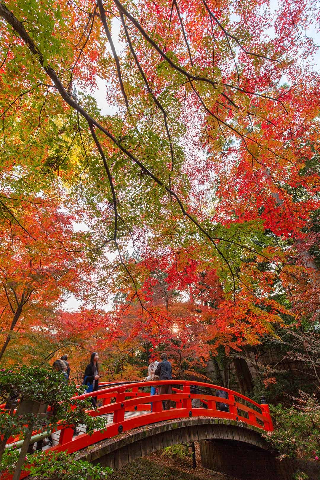 京都 紅葉 （今熊野観音寺など）_a0003166_15145706.jpg