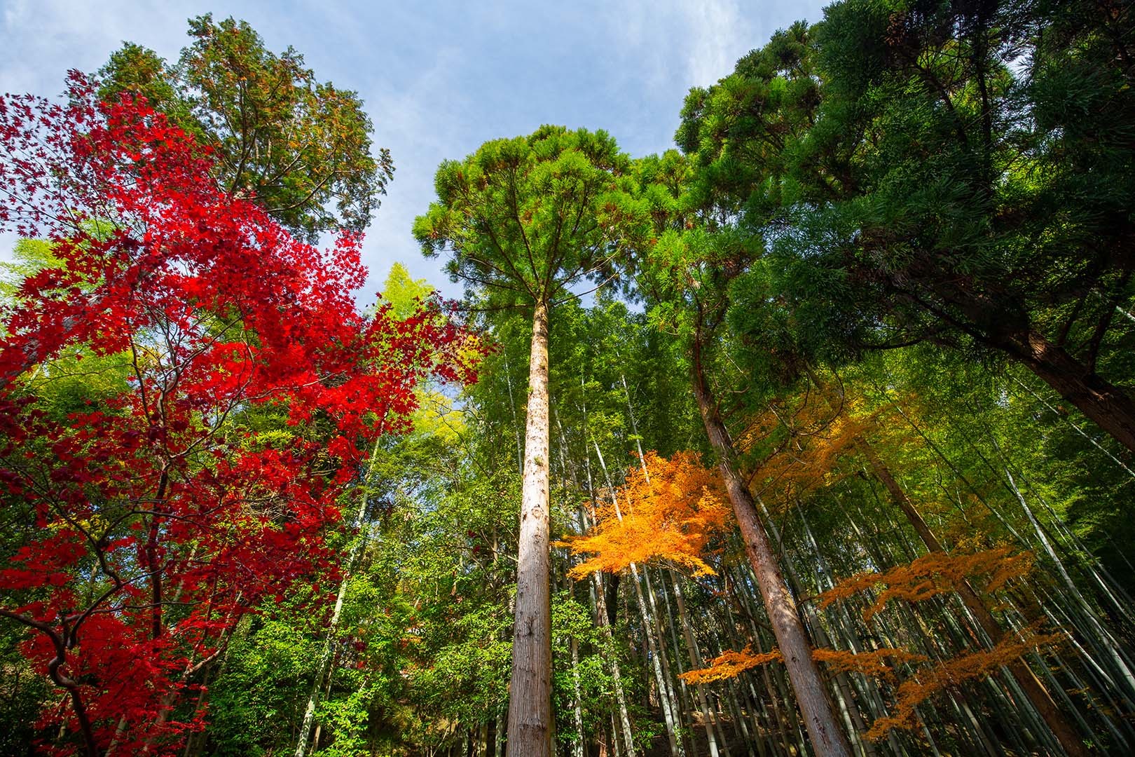 京都 紅葉 （今熊野観音寺など）_a0003166_15145863.jpg