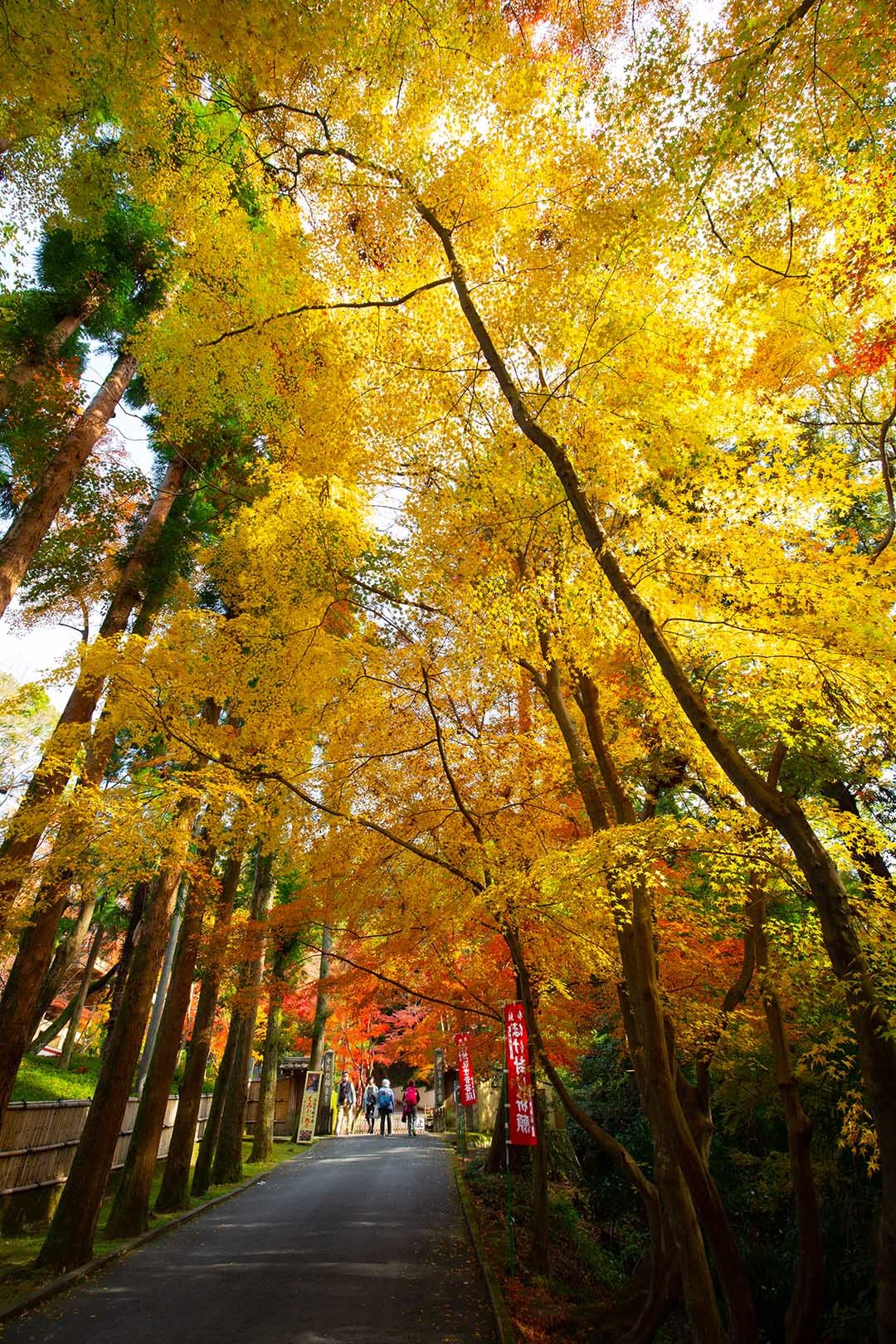 京都 紅葉 （今熊野観音寺など）_a0003166_15145864.jpg