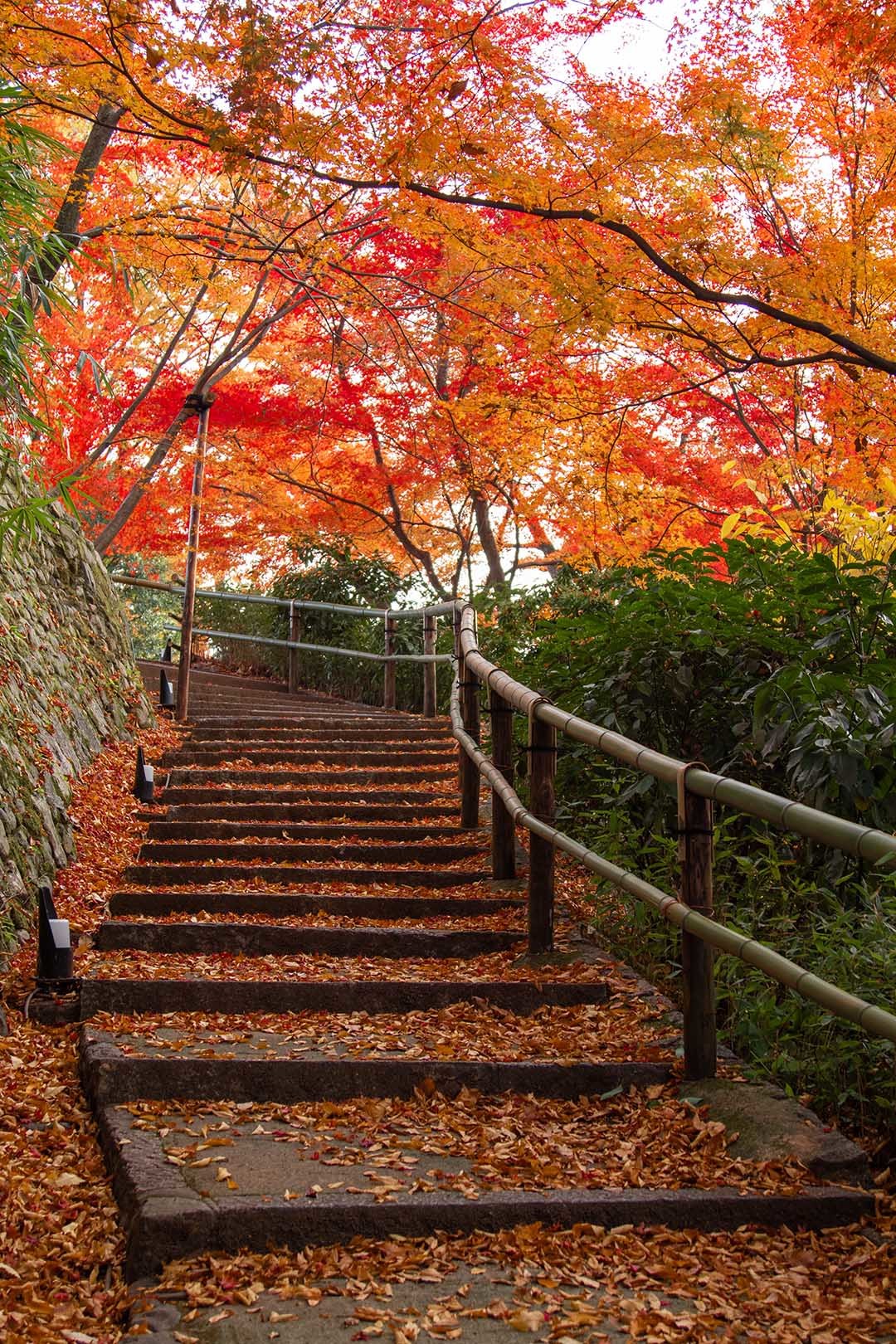 京都 紅葉 （今熊野観音寺など）_a0003166_15145987.jpg
