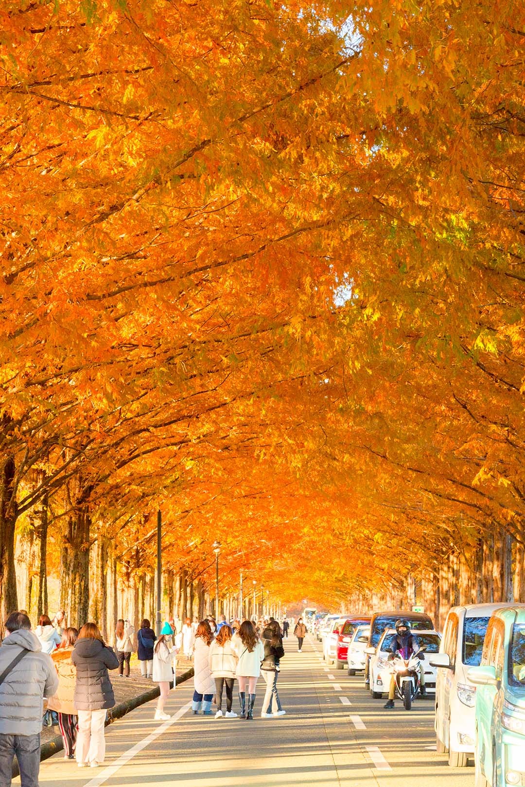 マキノ　メタセコイア並木　紅葉_a0003166_15174160.jpg