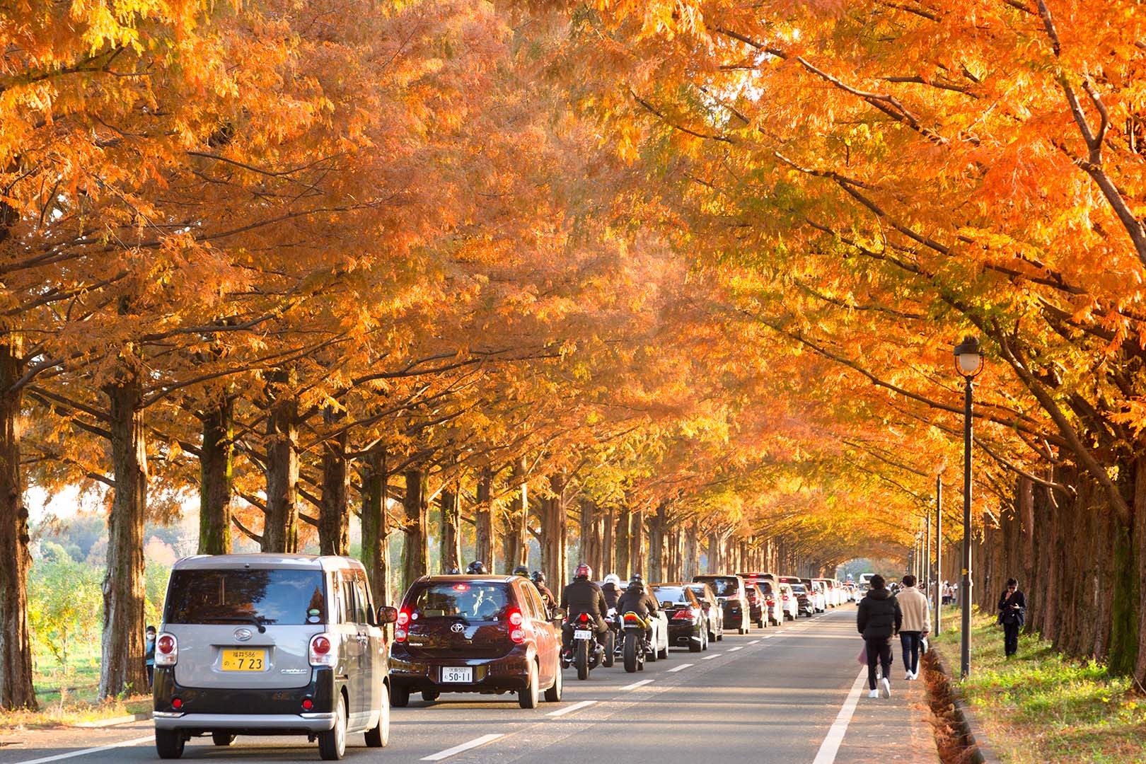 マキノ　メタセコイア並木　紅葉_a0003166_15174239.jpg