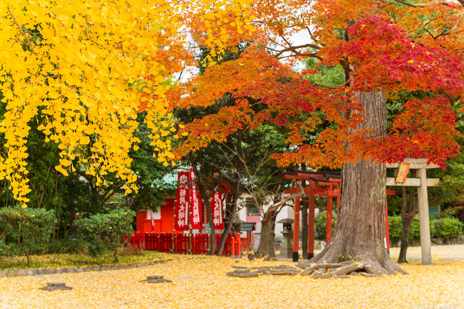 黄葉＆紅葉_a0003166_15190947.jpg