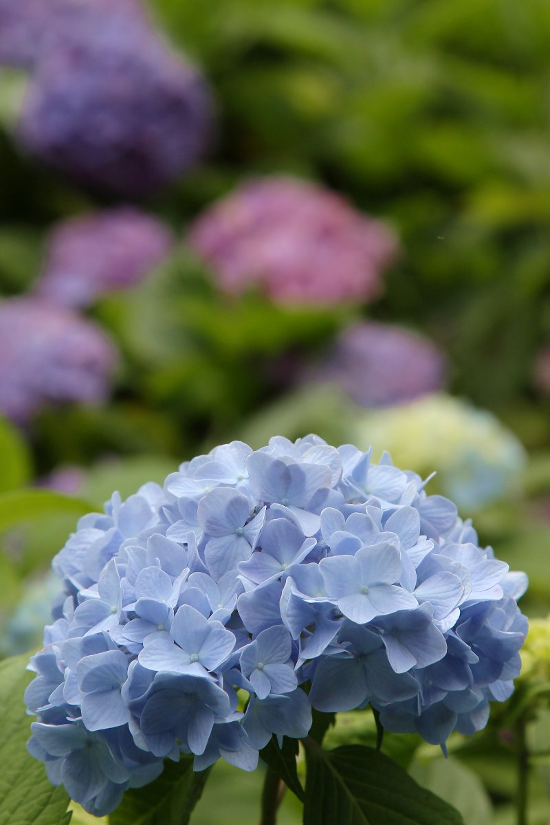 あじさい　（神戸市立森林植物園）_a0003166_1524110.jpg