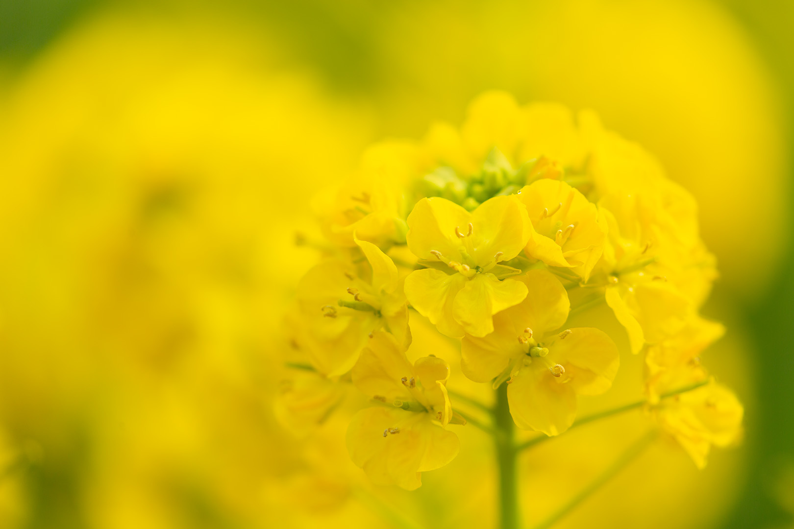菜の花_a0003166_15295084.jpg
