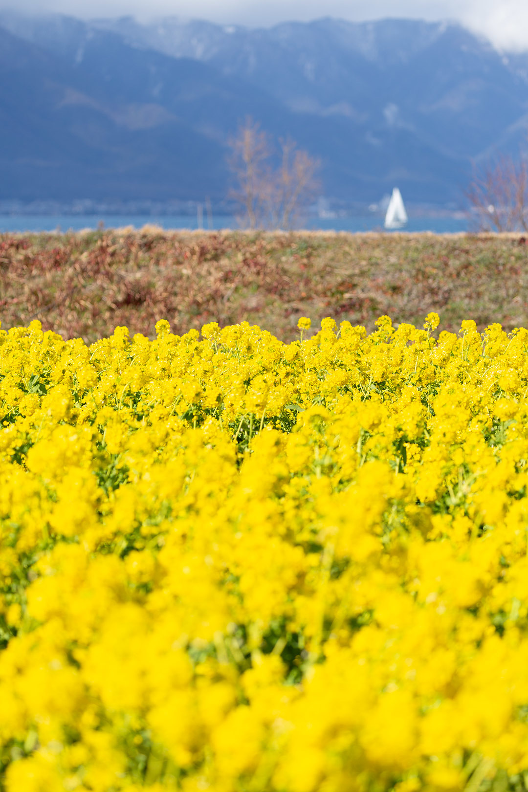 菜の花_a0003166_15295222.jpg