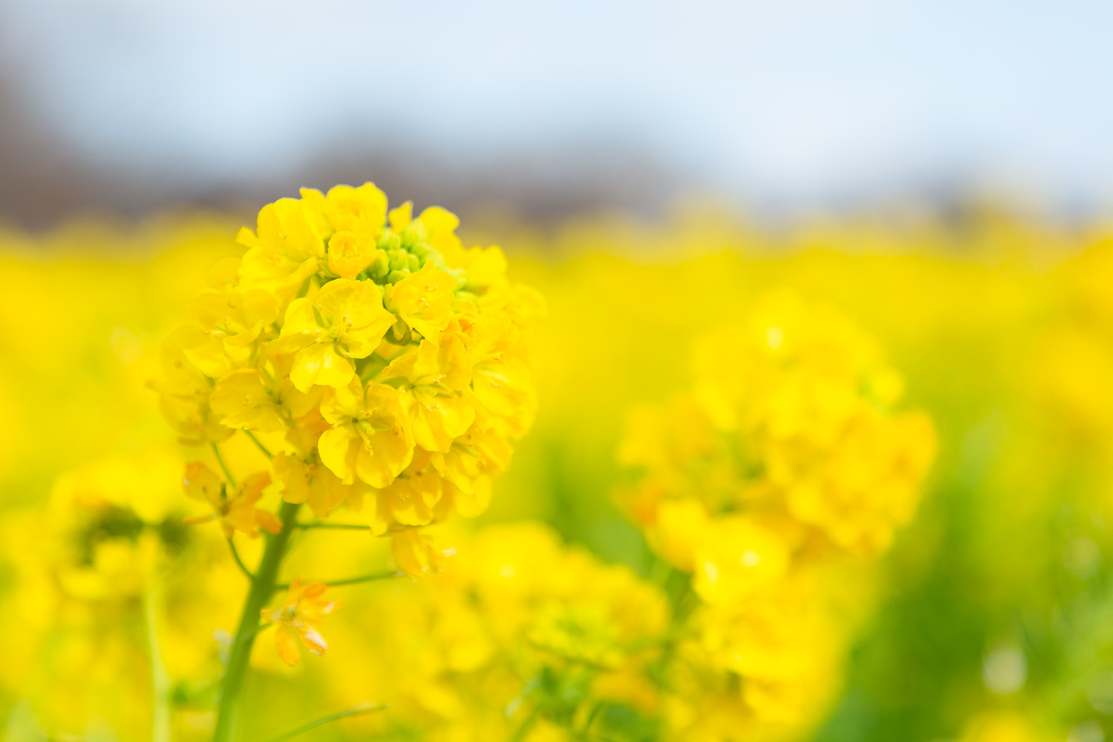 菜の花_a0003166_15295509.jpg