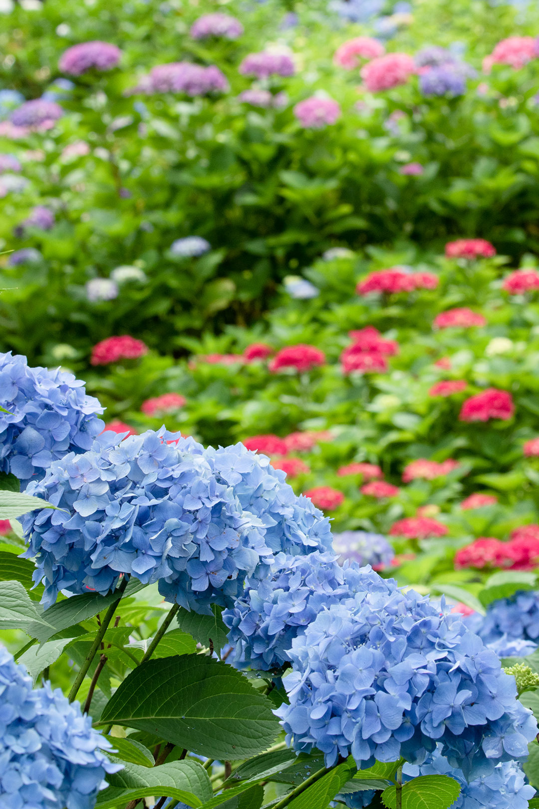 三室戸寺　アジサイ_a0003166_15423537.jpg
