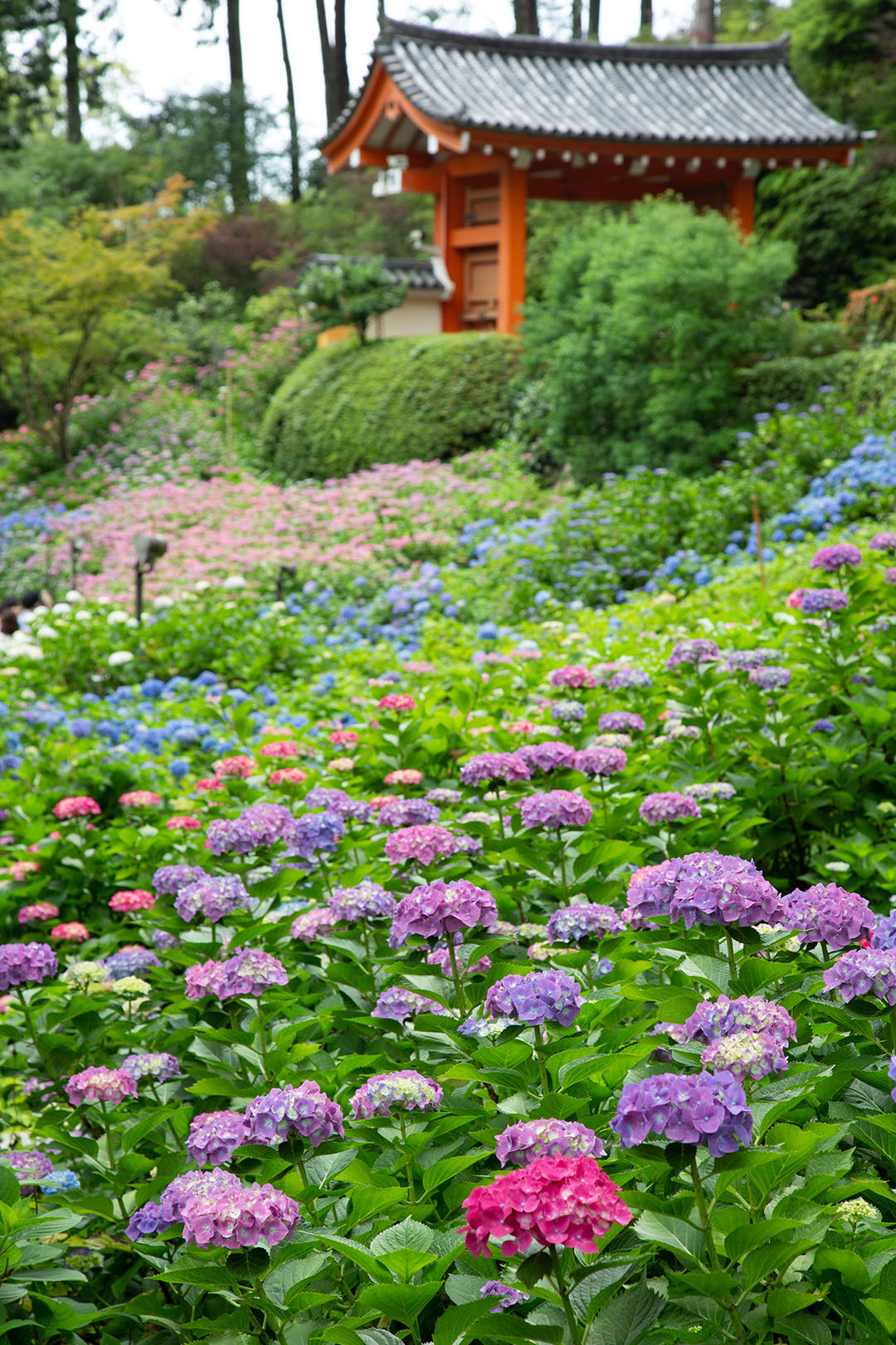 三室戸寺　アジサイ_a0003166_15431998.jpg