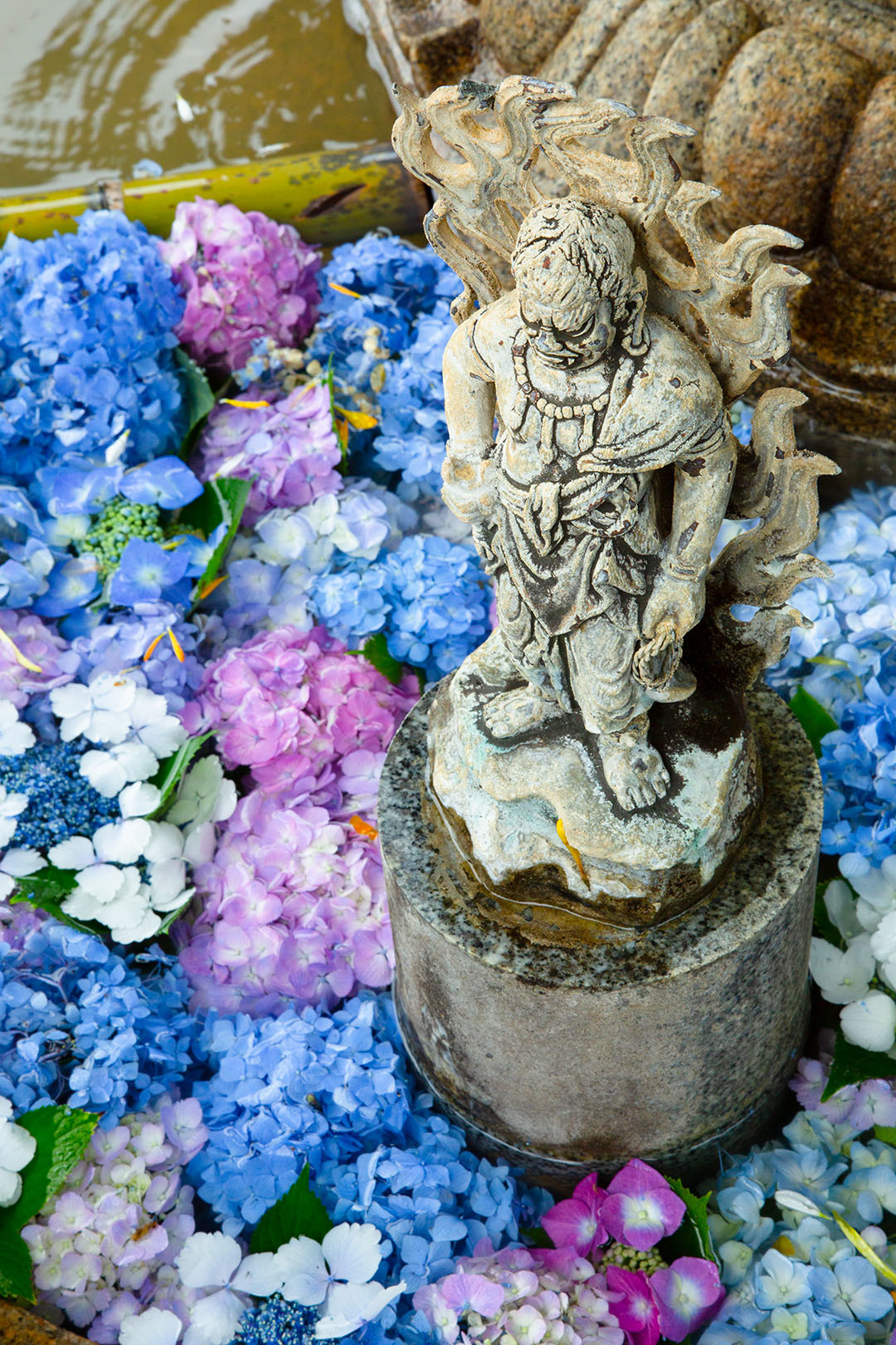 三室戸寺 アジサイ 花手水_a0003166_15450493.jpg