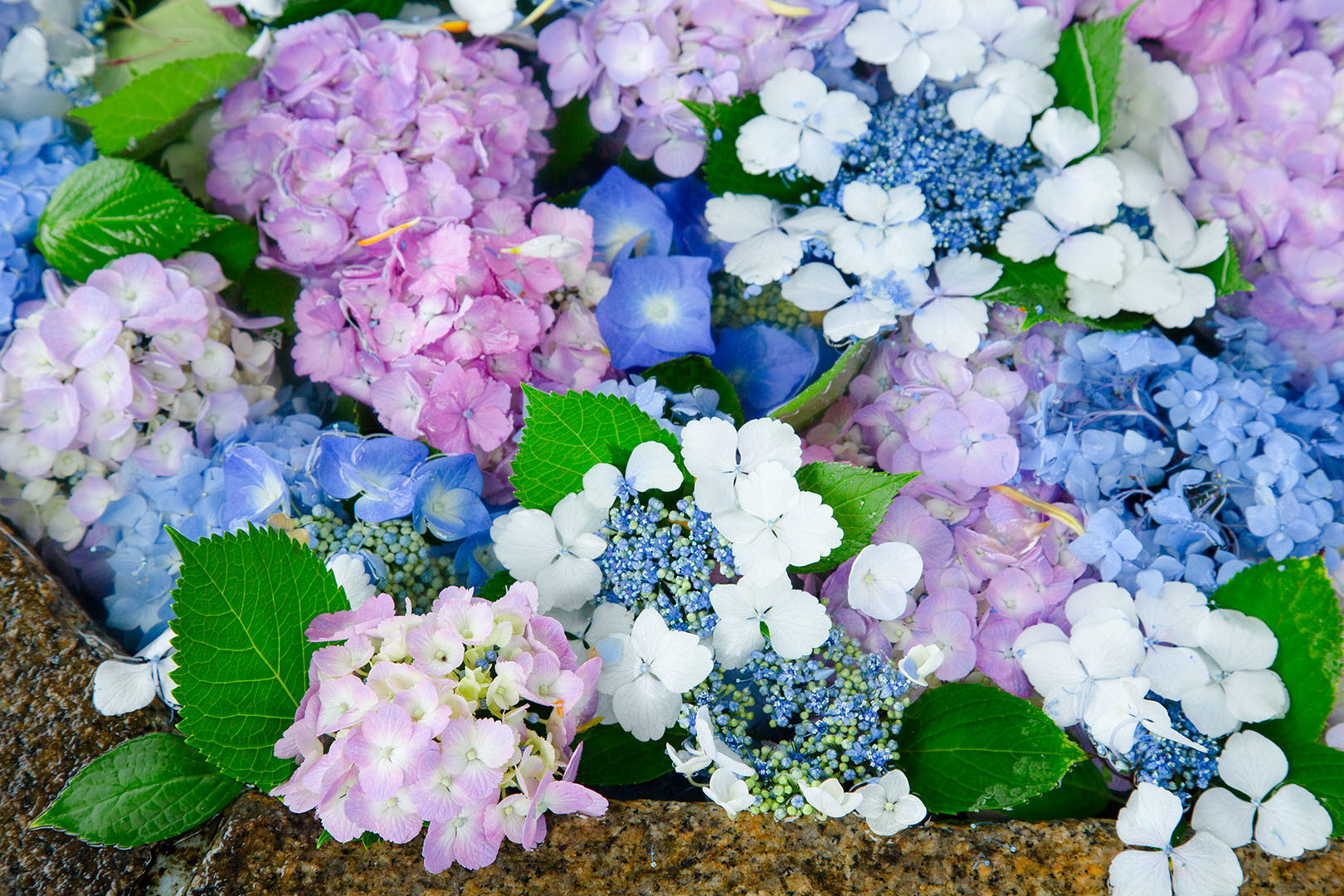 三室戸寺 アジサイ 花手水_a0003166_15450496.jpg
