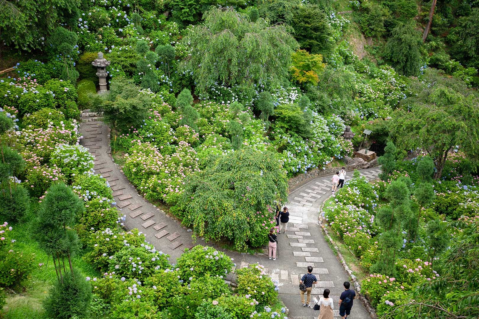 善峯寺　アジサイ　その１_a0003166_15483966.jpg