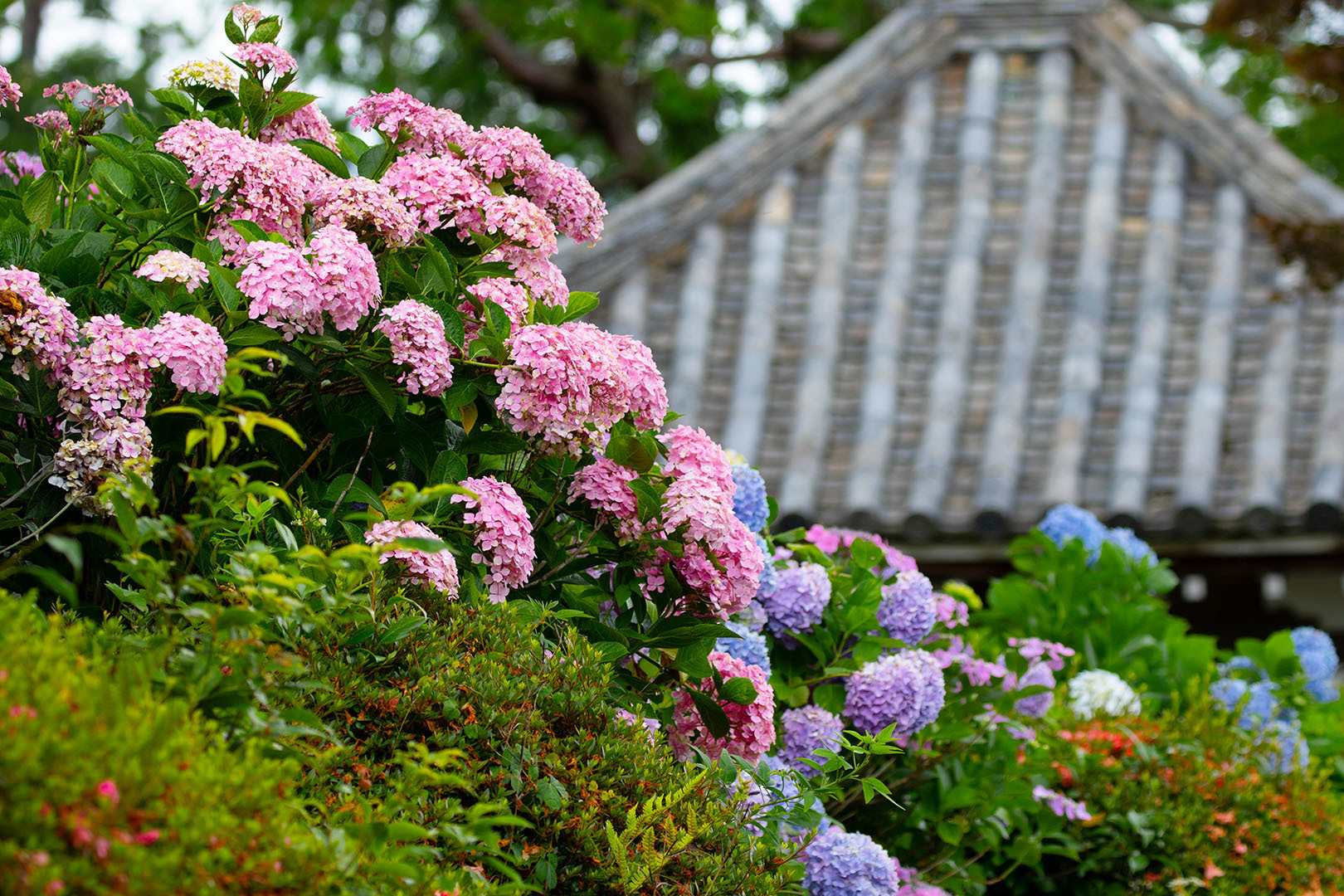 善峯寺　アジサイ　その１_a0003166_15484021.jpg